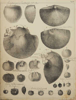 Конволют из двух атласов к курсу палеонтологии: